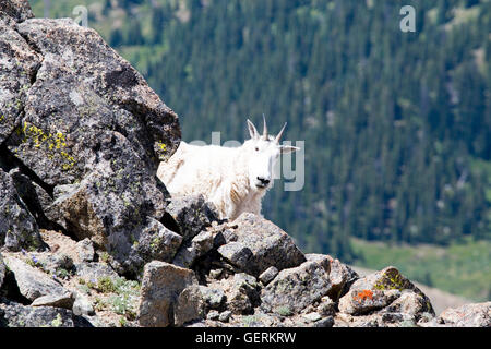 Bergziege auf dem Gipfel des Mount Massive Stockfoto