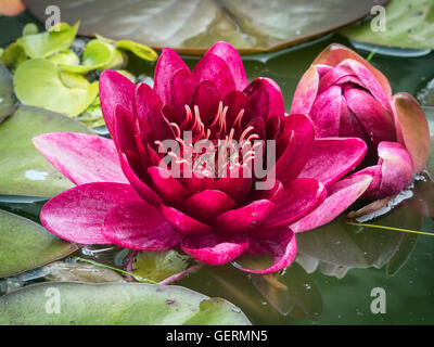 Rot lila Seerose in voller Blüte Stockfoto