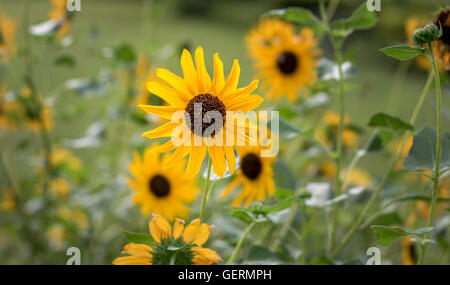 Blühende gelbe Sonnenblume hautnah mit Sonnenblumenfeld im Hintergrund. Stockfoto