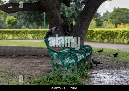 Eine Krähe sitzt auf einem leeren Metall Holzbank in einem Park nach einer Dusche. Stockfoto