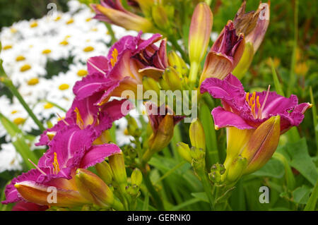 Schöne rosa Lilien und weiße Gänseblümchen Stockfoto