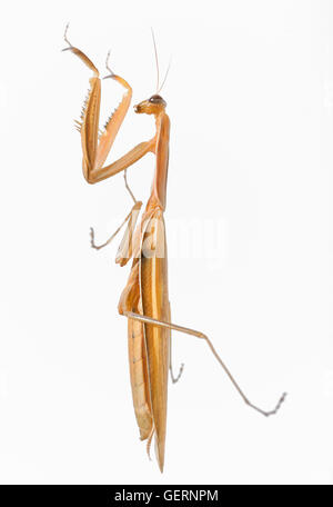 Praying Mantis Bug Insekt isoliert auf weiss Stockfoto