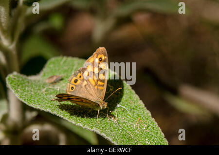 Gesprenkelte Holz, Pararge Aegeria, Schmetterling, ruht auf Blatt, Andalusien, Spanien. Stockfoto