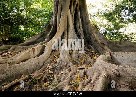 Wurzeln einer Moreton Bay Fig, australische Banyan Ficus Macrophylla Botanischer Garten, Malaga, Andalusien, Spanien. Stockfoto