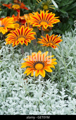 Gazanien Blumen in ein Blumenbeet. VEREINIGTES KÖNIGREICH. Schatz-Blume Stockfoto