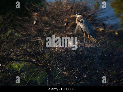 Great Blue Heron Elternteil steht durch seine Küken nach der Fütterung - zartere, aber stimmungsvolle Szene von der untergehenden Sonne angestrahlt. Stockfoto