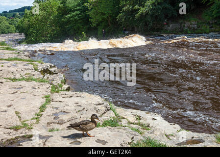 Die schöne senken Aysgarth fällt auf den Fluß Ure in Wensleydale Yorkshire Dales National Park England Vereinigtes Königreich UK Stockfoto