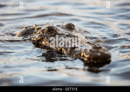 Ein amerikanisches Krokodil Oberflächen in einer entlegenen Karibik-Lagune. Dieses große und gefährliche Reptil lebt von Florida nach Ecuador. Stockfoto