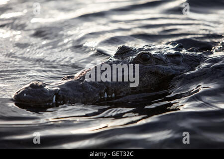 Ein amerikanisches Krokodil Oberflächen in einer entlegenen Karibik-Lagune. Dieses große und gefährliche Reptil lebt von Florida nach Ecuador. Stockfoto