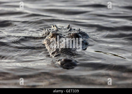 Ein amerikanisches Krokodil Oberflächen in einer entlegenen Karibik-Lagune. Dieses große und gefährliche Reptil lebt von Florida nach Ecuador. Stockfoto