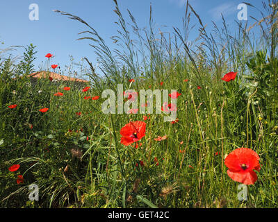 Roter Mohn blüht in üppigen Wiese in Kotor, Montenegro Stockfoto