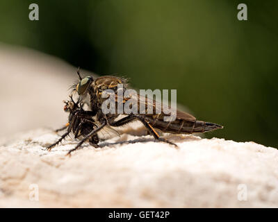 Große haarige Räuber Fliegen (Dysmachus sp.) verschlingen kleinere fliegen Beute in Montenegro, Balkan Stockfoto