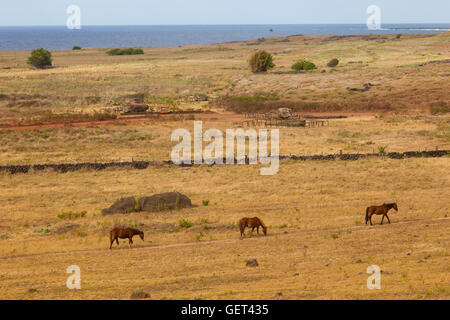 Rano Raraku auf der Osterinsel Stockfoto