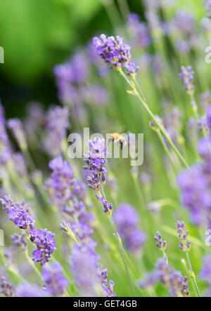 Eine Hummel aussteigen auf Lavendel Stamm Feed in einem Garten in Bainbridge North Yorkshire England Vereinigtes Königreich UK Stockfoto