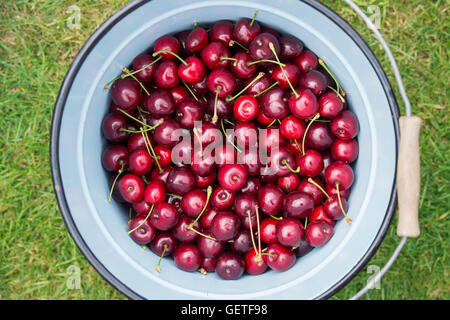 Prunus. Kirschen in einem Vintage Emaille-Eimer abgeholt Stockfoto