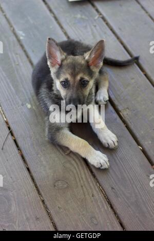 Deutscher Schäferhund-Welpen in Ruhe Stockfoto