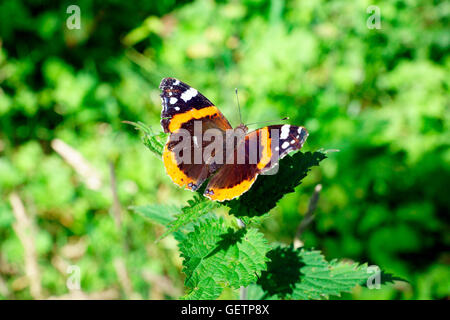 BUTTERFLY RED ADMIRAL (VANESSA ATALANTA) Stockfoto