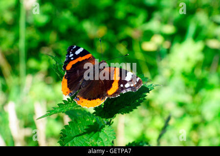 BUTTERFLY RED ADMIRAL (VANESSA ATALANTA) Stockfoto