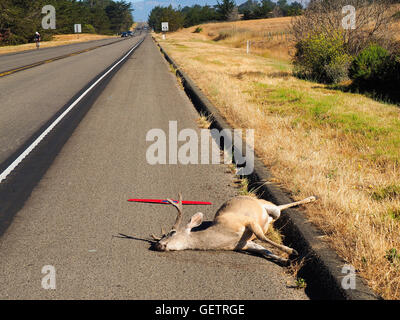 Deer Buck Road Kill Stockfoto