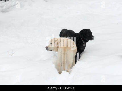 Zwei Retriever genießen Sie Schnee, in den Ausläufern der Nähe von Boulder CO Stockfoto