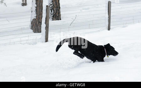 Schwarzer Retriever läuft durch den Schnee in den Bergen oberhalb von Boulder, CO Stockfoto