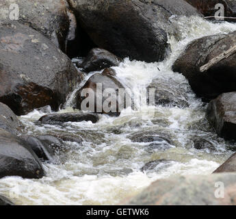 Bergbach im Rocky Mountain National Park im zeitigen Frühjahr Stockfoto