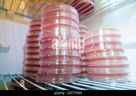 Petrischalen in ein medizinisches Labor mit Kühlschrank Stockfoto
