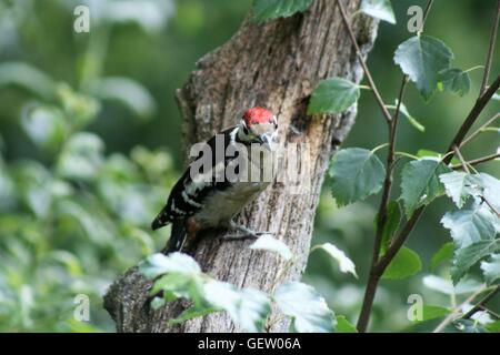 Größere gefleckte Specht am Baum Stockfoto