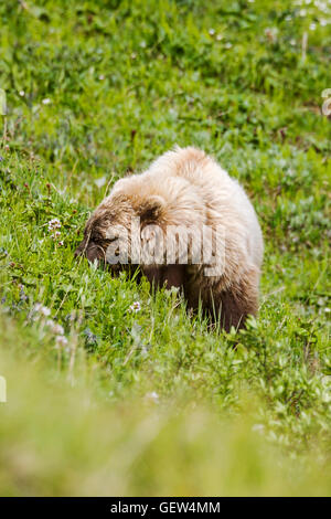 Säen Sie (weiblich) Grizzlybär (Ursus Arctos Horribilis), in der Nähe von Autobahn-Pass, Denali National Park, Alaska, USA Stockfoto