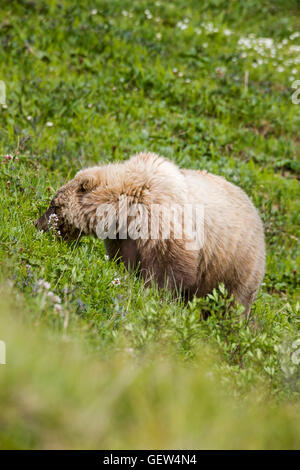 Säen Sie (weiblich) Grizzlybär (Ursus Arctos Horribilis), in der Nähe von Autobahn-Pass, Denali National Park, Alaska, USA Stockfoto