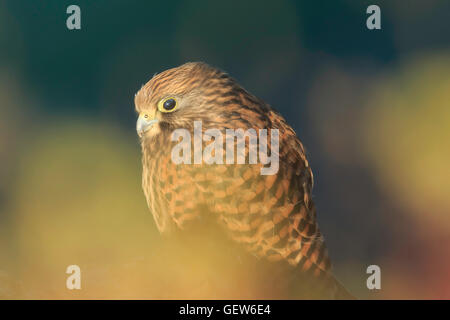 Juvenile Kestrel Falco Tinnunculus zeigt nictitate nictitating Auge Membran umgeben von Farben des Lichts reflektiert auf Pflanzen Stockfoto