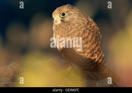 Juvenile Kestrel Falco Tinnunculus umgeben von Farben der Morgenlicht spiegelt sich auf Pflanzen ruht auf Felsen Stockfoto