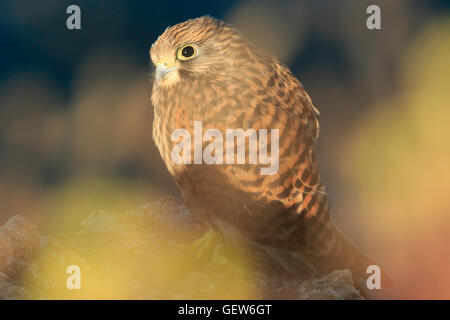 Juvenile Kestrel Falco Tinnunculus umgeben von Farben der Morgenlicht spiegelt sich auf Pflanzen ruht auf Felsen Stockfoto