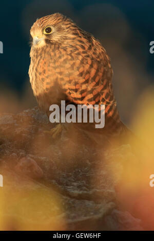 Juvenile Kestrel Falco Tinnunculus umgeben von Farben der Morgenlicht spiegelt sich auf Pflanzen ruht auf Felsen Stockfoto