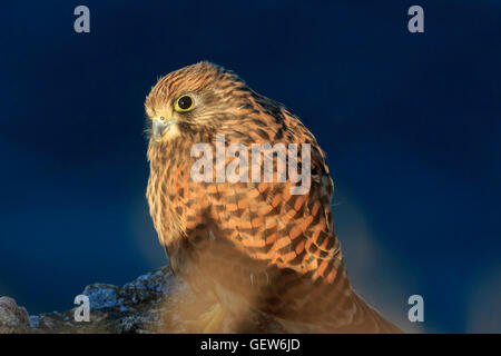 Juvenile Kestrel Falco Tinnunculus umgeben von Farben der Morgenlicht spiegelt sich auf Pflanzen ruht auf Felsen mit dunklen Meer auf t Stockfoto