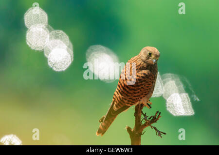 Turmfalken Falco Tinnunculus juvenile ruht auf einem Kaktus Baum und gesehen von oben Sicht der grünen Meer-Strahler Stockfoto