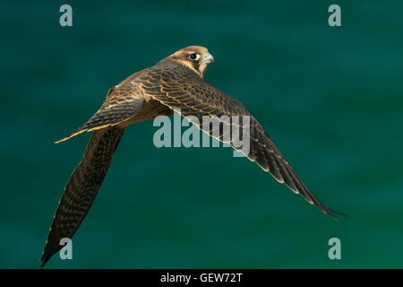 Wanderfalke (Falco Peregrinus). Juvenile Greifvogel fliegt über das grüne Meer, gesehen auf Augenhöhe Stockfoto