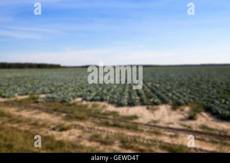 Feld mit Kohl, Sommer Stockfoto