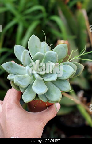 Nahaufnahme der linken Hand halten Aeonium Mascaense saftige wächst in einem Topf Stockfoto