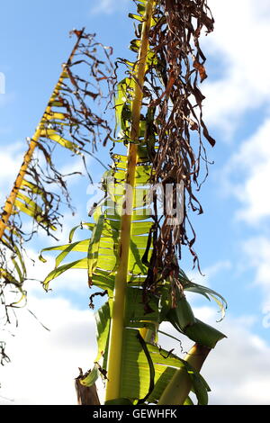 Zerrissen und zerfetzten Bananenblätter beschädigt durch starken Wind im Winter in Melbourne Victoria Australien Stockfoto