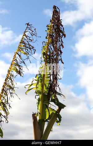 Zerrissen und zerfetzten Bananenblätter beschädigt durch starken Wind im Winter in Melbourne Victoria Australien Stockfoto