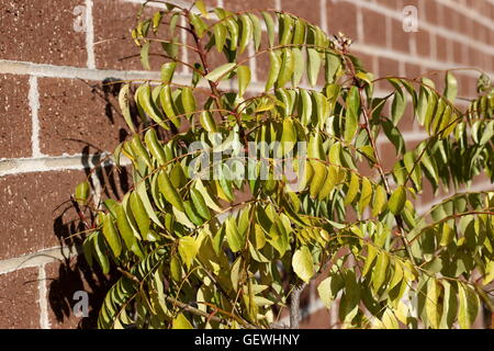 Nahaufnahme von Curry Pflanze - Pflanze Murraya Koenigii gegen Mauer Stockfoto