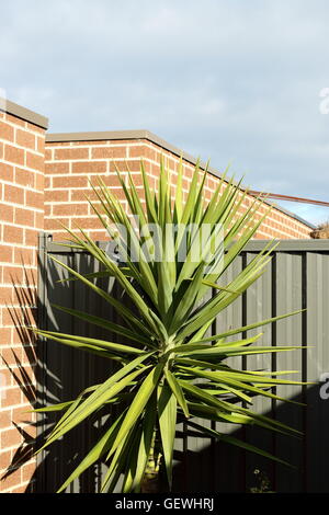 Yucca Elephantipes wächst gegen Mauer Stockfoto