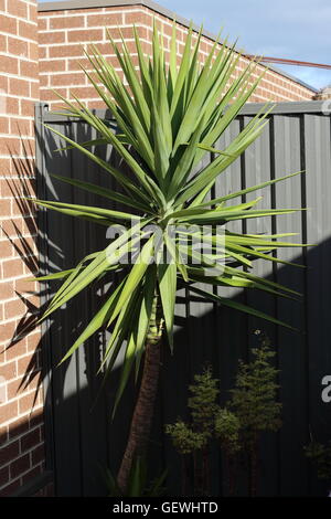 Yucca Elephantipes wächst gegen Ziegel Wand und Metall-Zaun Stockfoto