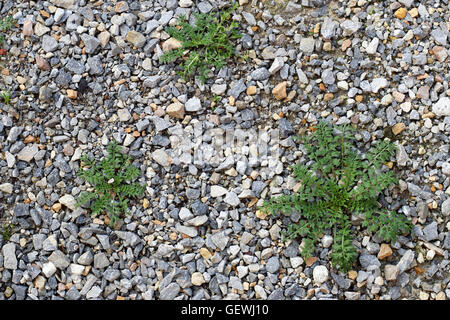 Unkraut / grass wachsen auf zerkleinert Felsen am Garten Weg Stockfoto