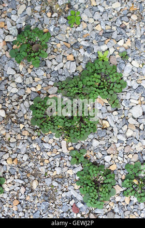 Unkraut / grass wachsen auf zerkleinert Felsen am Garten Weg in Melbourne Victoria Australien Stockfoto