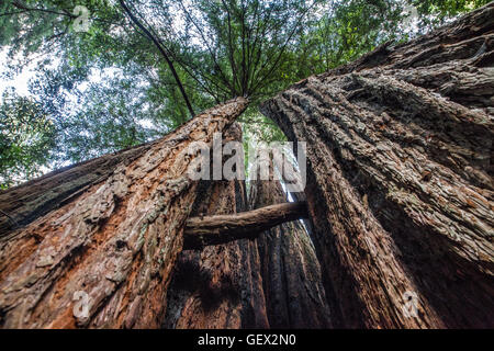 Big Basin Redwoods State Park, Kalifornien Stockfoto