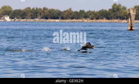 Hautnah auf Palisade Kormoran steht. Vogelbeobachtungen von "Delta del Po", Italien Stockfoto