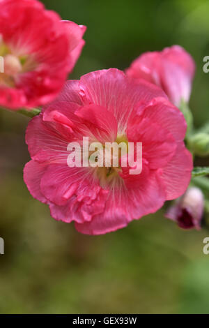 Stockrose Alcea in voller Blüte Stockfoto