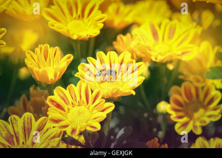 Gelbe Chrysantheme mit Biene im Garten Pastell Farbe-Ton-Stil Stockfoto